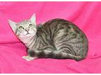 Cloudy - 39696, Domestic Shorthair For Adoption In Prattville, Alabama