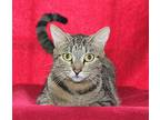 Sammie - 39646, Domestic Shorthair For Adoption In Prattville, Alabama