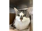 Angel, Domestic Shorthair For Adoption In Vancouver, British Columbia