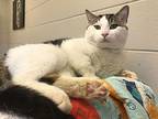 Chip, Domestic Shorthair For Adoption In Vancouver, British Columbia