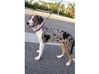 Adopt Thelma a Black - with White Catahoula Leopard Dog / Mixed dog in