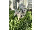 Angel, Westie, West Highland White Terrier For Adoption In Cape Coral, Florida