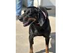 Adopt Scarlett a Black - with Tan, Yellow or Fawn Black and Tan Coonhound /