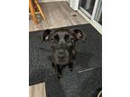 Bon Bon, Terrier (unknown Type, Small) For Adoption In Lewis Center, Ohio