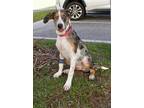 Adopt Louise a Black - with White Catahoula Leopard Dog / Mixed dog in