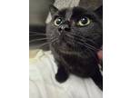 Binkie, Domestic Shorthair For Adoption In Grand Forks, North Dakota