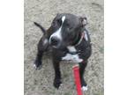 Adopt NOVA a Brown/Chocolate - with White Pit Bull Terrier / Mixed dog in