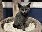Adopt Blue a Gray or Blue Russian Blue (short coat) cat in Chicago