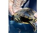 Turf, Turtle - Water For Adoption In San Diego, California