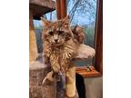 Smokey The Bear, Domestic Longhair For Adoption In Forest Lake, Minnesota