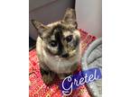 Adopt Gretel a Cream or Ivory Siamese (short coat) cat in Temple, TX (36830454)
