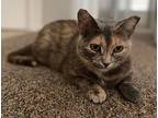 Hermione, Domestic Shorthair For Adoption In Lafayette, Louisiana