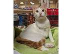 Charlie, Domestic Shorthair For Adoption In Lafayette, Louisiana
