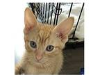 Colby, Domestic Shorthair For Adoption In Lafayette, Louisiana