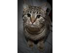 Adopt Spritzy a Brown Tabby Domestic Shorthair (short coat) cat in Washburn