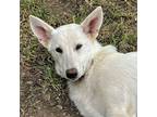 Adopt Cheyenne a White German Shepherd Dog / Mixed dog in Godley, TX (37446071)