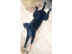 Adopt Morticia a Black - with White Cattle Dog / Border Collie / Mixed dog in