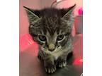 Anna, Domestic Shorthair For Adoption In Atlantic City, New Jersey