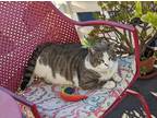 Adopt BigMan a Gray, Blue or Silver Tabby Domestic Shorthair (short coat) cat in