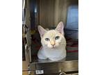 Finch, Domestic Shorthair For Adoption In Surrey, British Columbia