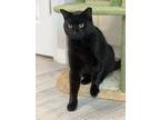 Shadow, Domestic Shorthair For Adoption In Atlantic City, New Jersey