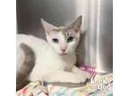 Aspen, Domestic Shorthair For Adoption In Washington, District Of Columbia