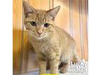 Leo, Domestic Shorthair For Adoption In Washington, District Of Columbia