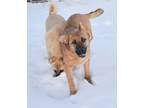 Adopt Charlie a Red/Golden/Orange/Chestnut - with Black German Shepherd Dog /