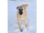 Adopt Anabelle a Tan/Yellow/Fawn German Shepherd Dog / Labrador Retriever dog in