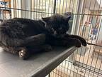 Earl Domestic Shorthair Young Male