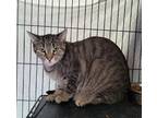 Adopt Fuzzy a Domestic Shorthair / Mixed (short coat) cat in Freeport