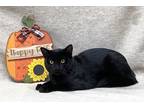 Adopt Anakin a All Black Domestic Shorthair (short coat) cat in Kerrville