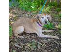 Zelda, Jack Russell Terrier For Adoption In Huntley, Illinois