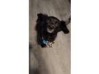 Adopt Lucky a Black Spaniel (Unknown Type) / Mixed dog in Running Springs