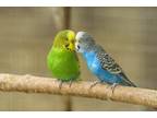 Adopt Variety a Blue Parakeet - Other bird in Baltimore, MD (38117155)