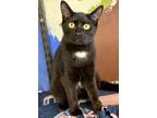 Adopt Cosmo 2 a All Black Domestic Mediumhair / Domestic Shorthair / Mixed cat