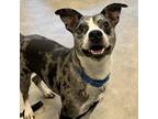 Adopt Odie a Black Catahoula Leopard Dog / Mixed Breed (Medium) / Mixed (short