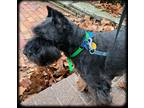 Adopt Sinbad a Black - with Gray or Silver Miniature Schnauzer / Mixed dog in