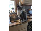 Adopt Carly Simon Sweet Kitty a Gray, Blue or Silver Tabby Domestic Shorthair