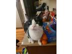 Adopt Oreo a Black & White or Tuxedo Domestic Shorthair (short coat) cat in