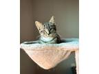Adopt Floof a Spotted Tabby/Leopard Spotted Domestic Shorthair cat in Cedartown