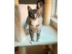 Adopt Freya a Spotted Tabby/Leopard Spotted Domestic Shorthair cat in Cedartown
