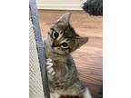 Joplin R, Domestic Shorthair For Adoption In Trenton, New Jersey