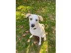 Adopt Ohana a Tan/Yellow/Fawn Pointer / Mixed dog in Arden, NC (36439143)