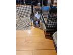 Stripes, Domestic Shorthair For Adoption In Trenton, New Jersey