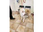 Hero, Golden Retriever For Adoption In California City, California