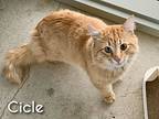 Cicle, Domestic Shorthair For Adoption In Burnaby, British Columbia