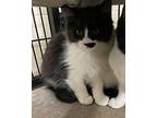 Lt Ellen Ripley, Domestic Mediumhair For Adoption In Gillette, Wyoming