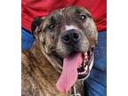 Adopt Jackson a Brindle Boxer / Staffordshire Bull Terrier / Mixed (short coat)