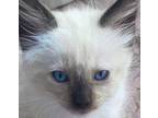 Adopt Gigi a Cream or Ivory Siamese (medium coat) cat in San Antonio